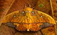 листья, бабочка, крылья, saturniid moth, yasuni national park, эквадор