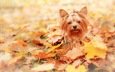 листья, взгляд, осень, собака, друг