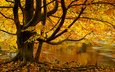 река, дерево, листья, осень, англия, северный йоркшир, yorkshire dales, стрид вуд, варфидейл, аббатство болтон, йоркшир-дейлс