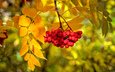 ветка, листья, краски, осень, ягоды, рябина