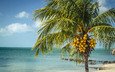 пейзаж, море, пальма, лонг-айленд, багамские острова