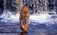 тигр, река, водопад, жищник