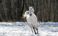 лошадь, деревья, снег, зима, конь, белая, скачет