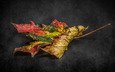 природа, фон, осень, лист, етекстура, colour, decay