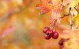 осень, ягоды, плоды, боярышник, hawthorn berries