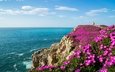 цветы, скалы, побережье, залив, океан, испания, бискайский залив, испании, кантабрия, bay of biscay, суансес