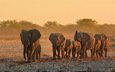 природа, африка, уши, слоны, хобот, бивни