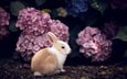 цветы, кролик, животное, гортензия