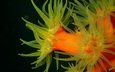 щупальца, жёлтая, подводный мир, актиния, морской хищник