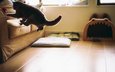 кот, кошка, комната, пол, диван, прыгает