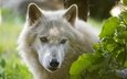 морда, взгляд, белый, волк, ©tambako the jaguar, арктический волк