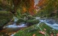 деревья, река, камни, осень, англия, мох, девон, национальный парк дартмур