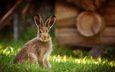 трава, природа, фон, кролик, животное, заяц