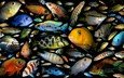 рыбки, рыбы, постер, аквариумные рыбки, семейство цихлидовых