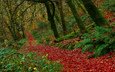 деревья, лес, листья, осень, англия, buckethole woods, национальный парк эксмур