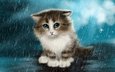арт, кот, мордочка, кошка, взгляд, котенок, капли дождя, под дождём
