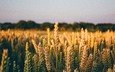 природа, поле, горизонт, пшеница, колоски, много