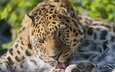 кошка, леопард, язык, умывание, ©tambako the jaguar, амурский леопард