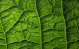 зелёный, лист, растение, листик, завод, грин