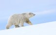снег, полярный медведь, медведь, белый медведь, аляска
