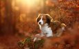 листья, осень, собака, коикерхондье, койкерхондье