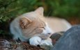 природа, хвоя, кот, спит, камень