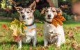 листья, осень, парочка, собаки, джек-рассел-терьер