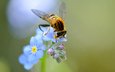 цветы, насекомое, крылья, незабудки, голубые, пчела, полевые