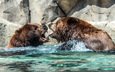 вода, природа, медведи