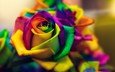 цветок, роза, лепестки, разноцветные, многоцветный