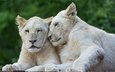 пара, кошки, львы, львята, белый лев, ©tambako the jaguar