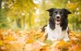 листья, парк, осень, собака