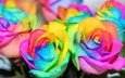 цветы, цвета, розы, лепестки, разноцветные, радуга, красочные