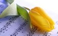 желтый, цветок, ноты, тюльпан