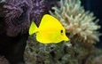 макро, под водой, аквариум, рыбка, жёлтая, рыба, подводный мир, яркая