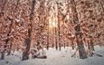 деревья, снег, лес, зима
