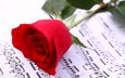 цветок, роза, красная, лист, музыкальные ноты