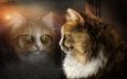 арт, отражение, кот, мордочка, капли, кошка, взгляд, окно, стекло