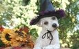 листья, осень, собака, черная, хэллоуин, белая, шляпа, боке