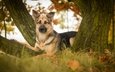 дерево, листья, взгляд, собака, немецкая овчарка, овчарка