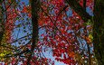 небо, дерево, листья, осень, ствол, багрянец