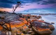 дерево, камни, берег, закат, море, австралия, тасмания