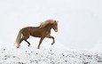 лошадь, снег, зима, ветер, ходьба