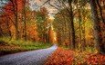 дорога, деревья, лес, пейзаж, парк, осень