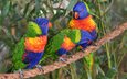 птицы, канат, попугаи, трио, радужный лорикет, многоцветный лорикет, троица, лорикеты