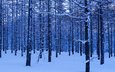 деревья, снег, лес, зима, стволы
