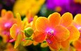 цветы, природа, макро, лепестки, растение, орхидея