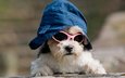 собака, образ, песик, кепка, собачка, крутой, темные очки, прикид, имидж