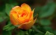 макро, цветок, роза, оранжевый
