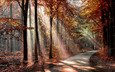дорога, деревья, солнце, лес, листья, парк, осень, тени